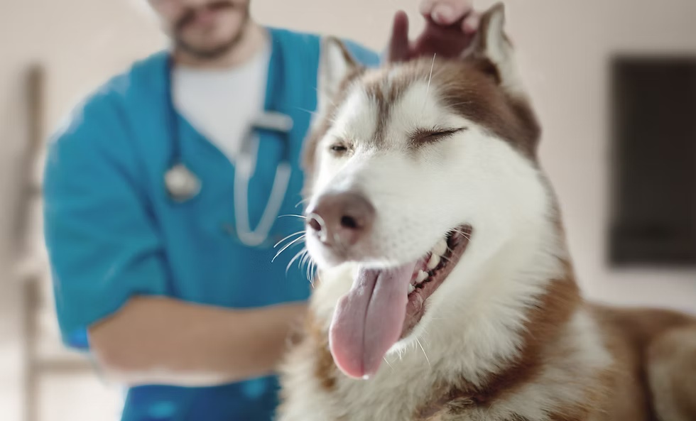 獣医師と犬
