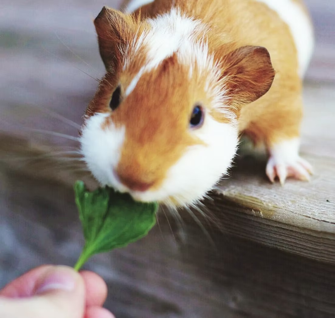 葉を食べるモルモット